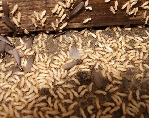 白蚁防治